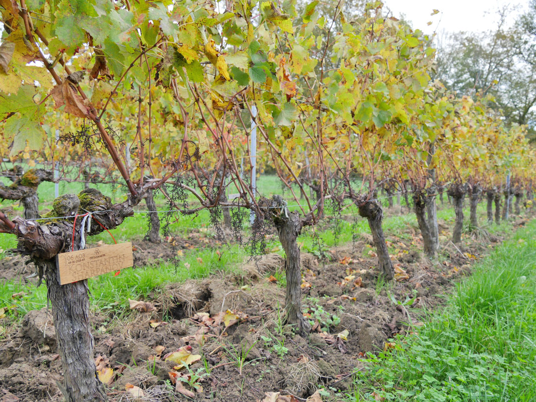 Виноградник на урожай